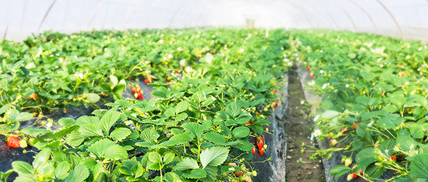 eSUN易生生物降解地膜连续2年在武汉市蔬菜种植项目中获得较好表现！