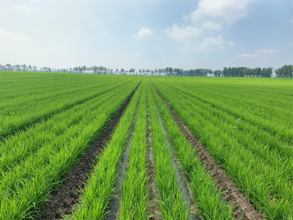 生物降解膜在水稻旱直播上的应用